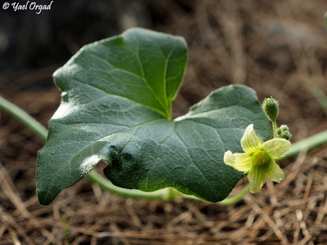 Bryonia syriaca  Bryonia syriaca,Geotagged,Israel,Syrian Byrony,Winter