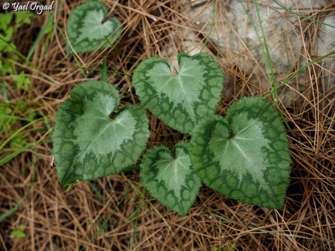 Cyclamen leaves there is a common belief (which may be true, but was never proven) that the Cyclamen leaves are like human finger-prints: no two Cyclamens have the same pattern on the leaves. I don&#039;t know if it is true, but the leaves do have a great variety of patterns. this one was quite unique and I like it very much.  Cyclamen persicum,Geotagged,Israel,Persian cyclamen,Winter
