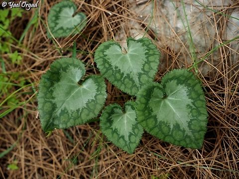 Cyclamen leaves there is a common belief (which may be true, but was never proven) that the Cyclamen leaves are like human finger-prints: no two Cyclamens have the same pattern on the leaves. I don't know if it is true, but the leaves do have a great variety of patterns. this one was quite unique and I like it very much.  Cyclamen persicum,Geotagged,Israel,Persian cyclamen,Winter