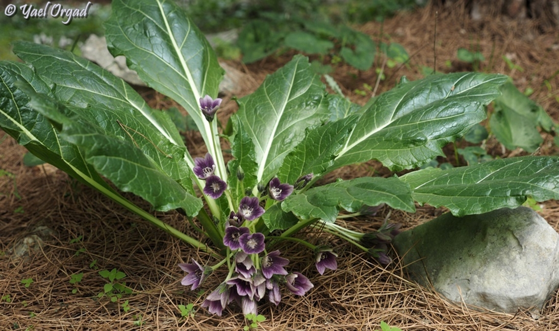 Mandragora autumnalis  Geotagged,Israel,Mandragora autumnalis,Mandrake,Winter