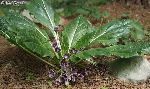Mandragora autumnalis  Geotagged,Israel,Mandragora autumnalis,Mandrake,Winter