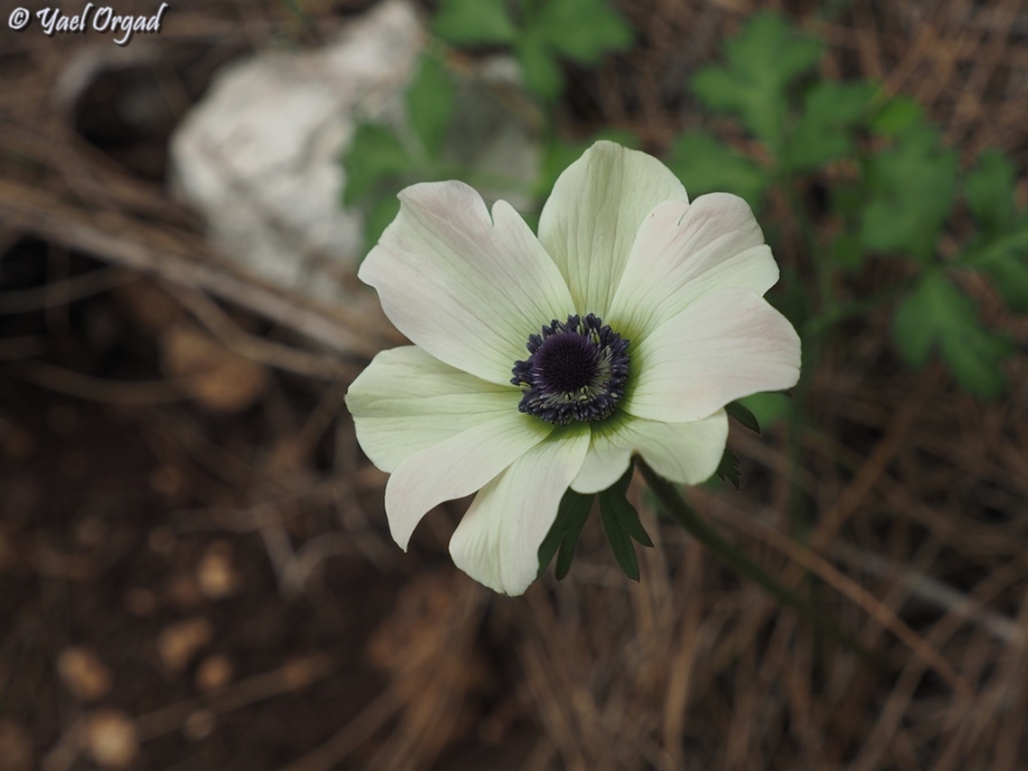 Anemone coronaria  Anemone coronaria,Geotagged,Israel,Poppy anemone,Winter