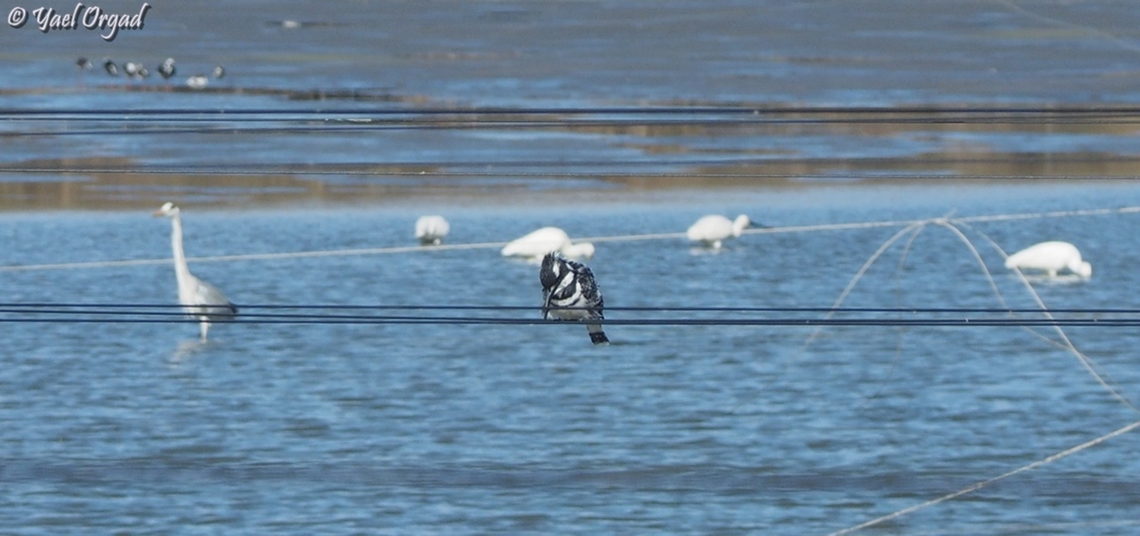 Pied Kingfisher  Ceryle rudis,Geotagged,Israel,Pied Kingfisher,Winter