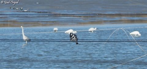 Pied Kingfisher  Ceryle rudis,Geotagged,Israel,Pied Kingfisher,Winter