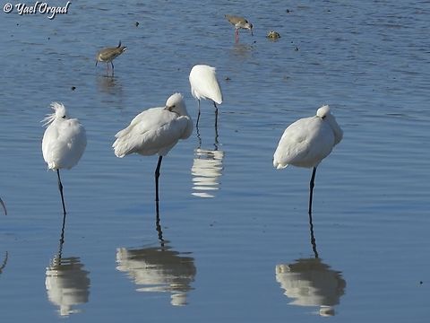 Platalea leucorodia  Eurasian Spoonbill,Geotagged,Israel,Platalea leucorodia,Winter