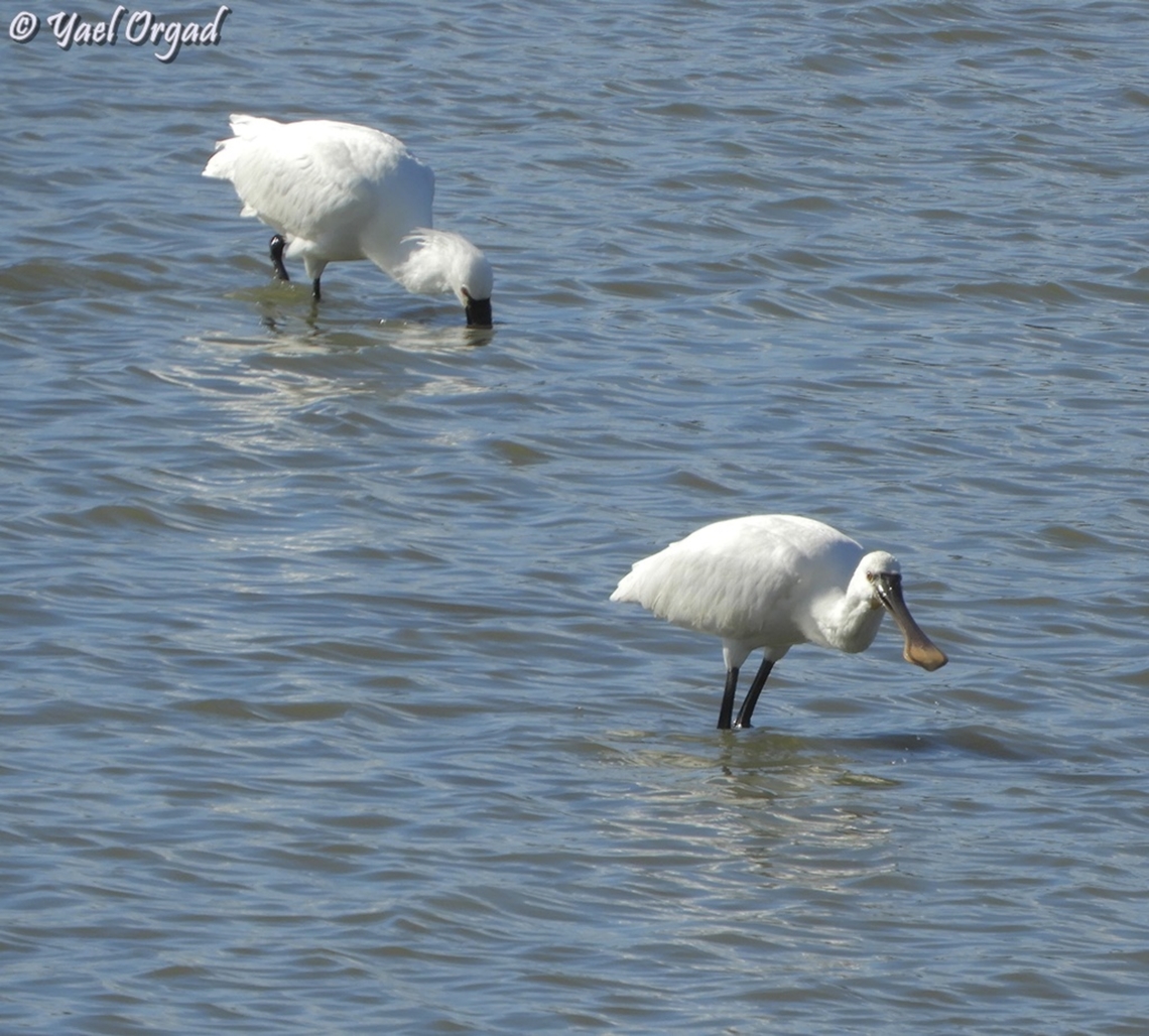 Platalea leucorodia  Eurasian Spoonbill,Geotagged,Israel,Platalea leucorodia,Winter