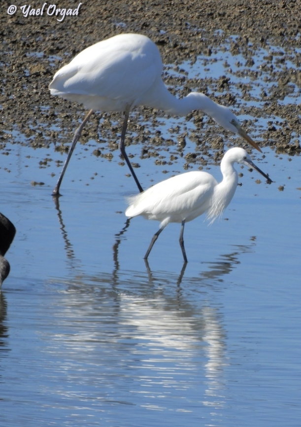 not a mother and child reunion... but actually a Great Egret (Ardea alba) and a Small Egret (Egretta garzetta) walking side by side Ardea alba,Geotagged,Great egret,Israel,Winter