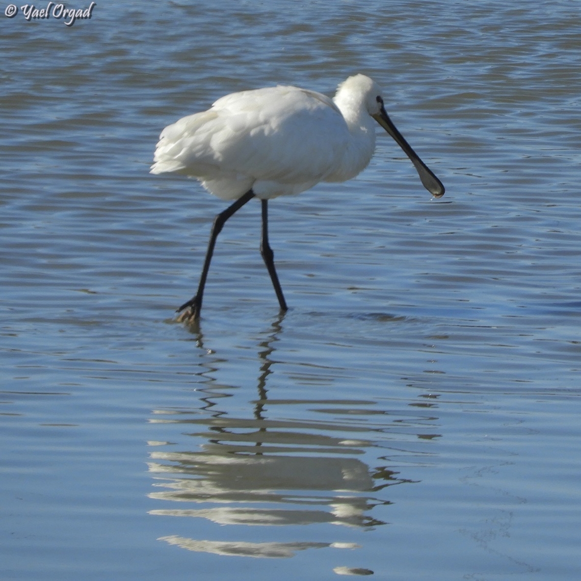 Platalea leucorodia  Eurasian Spoonbill,Geotagged,Israel,Platalea leucorodia,Winter
