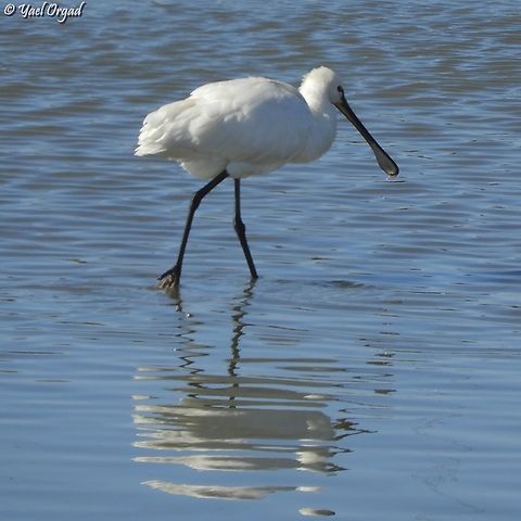 Platalea leucorodia  Eurasian Spoonbill,Geotagged,Israel,Platalea leucorodia,Winter