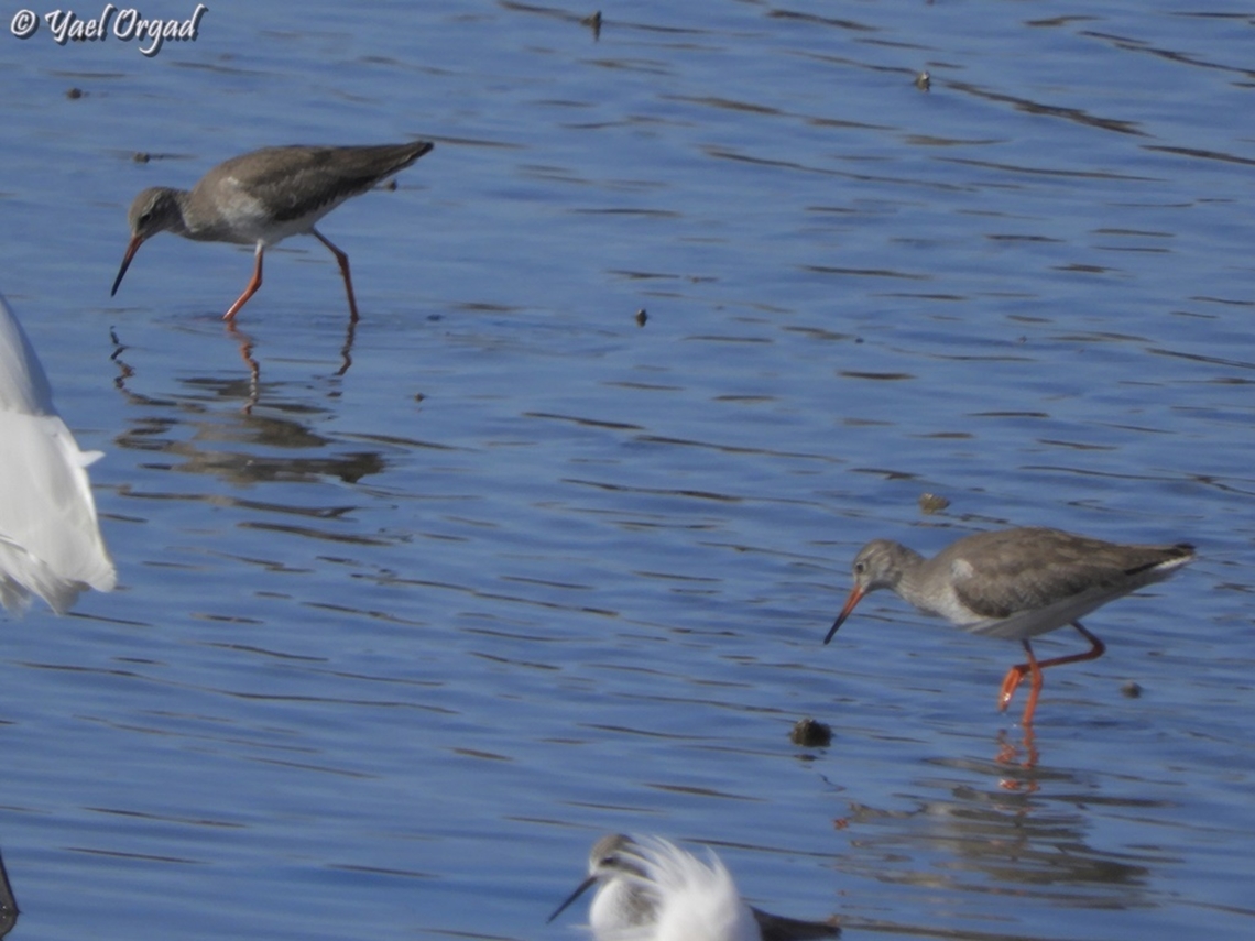 Tringa totanus  Common redshank,Geotagged,Israel,Tringa totanus,Winter
