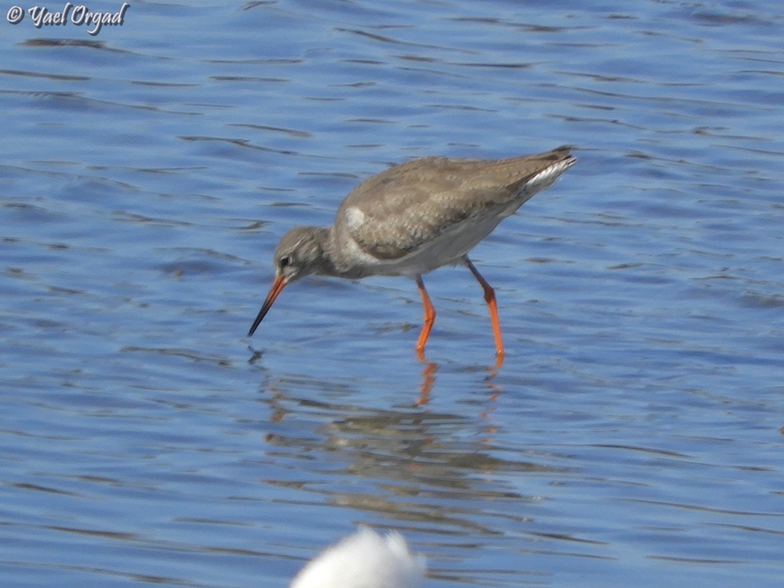 Tringa totanus  Common redshank,Geotagged,Israel,Tringa totanus,Winter