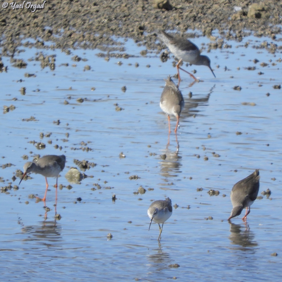 Tringa stagnatilis Tringa stagnatilis surrounded by many Tringa totanus Geotagged,Israel,Marsh Sandpiper,Tringa stagnatilis,Tringa totanus,Winter