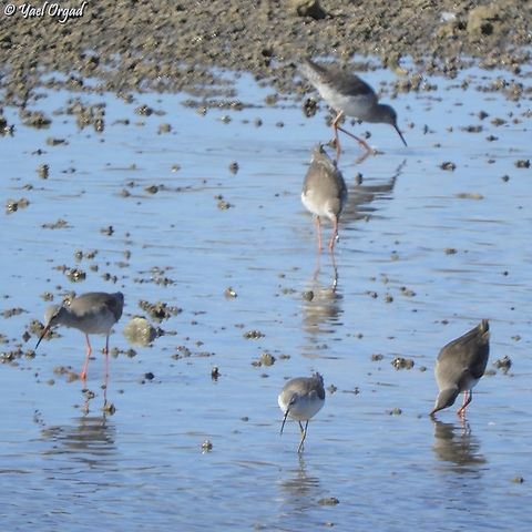 Tringa stagnatilis Tringa stagnatilis surrounded by many Tringa totanus Geotagged,Israel,Marsh Sandpiper,Tringa stagnatilis,Tringa totanus,Winter