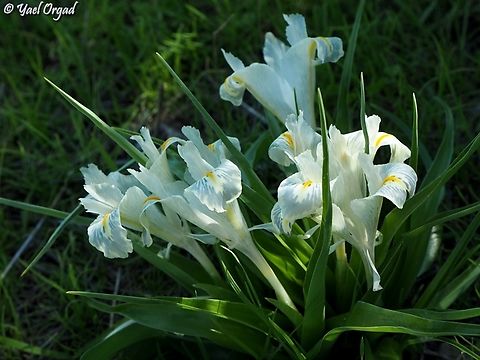 Iris palaestina Bluish :-)  Geotagged,Iris palaestina,Israel,Winter