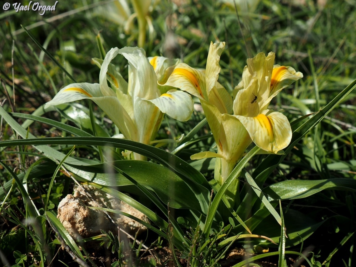 Iris palaestina white &amp; yellow variants Geotagged,Iris palaestina,Israel,Winter