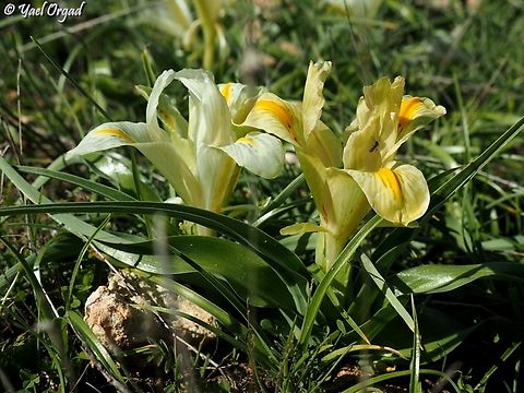 Iris palaestina white & yellow variants Geotagged,Iris palaestina,Israel,Winter