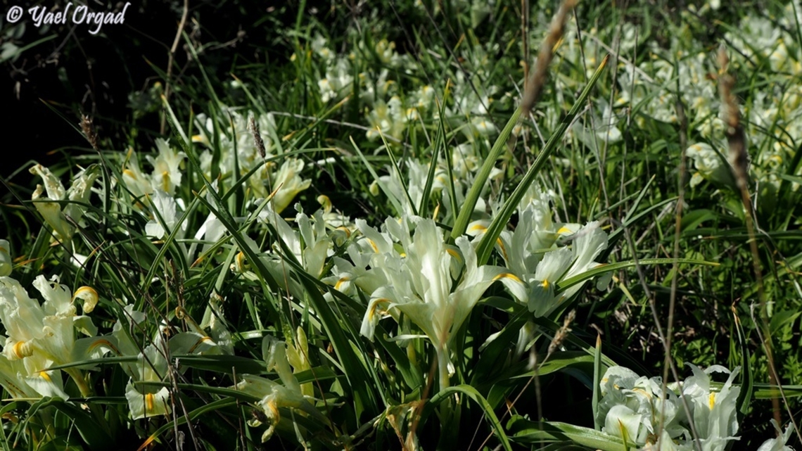 Iris palaestina  Geotagged,Iris palaestina,Israel,Winter