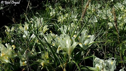 Iris palaestina  Geotagged,Iris palaestina,Israel,Winter