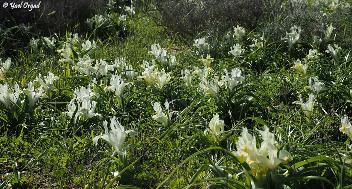 Iris palaestina  Geotagged,Iris palaestina,Israel,Winter
