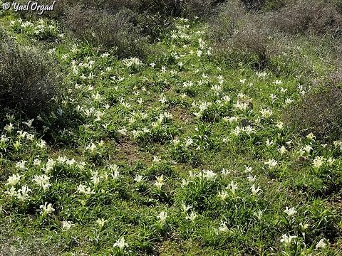 Iris palaestina  Geotagged,Iris palaestina,Israel,Winter
