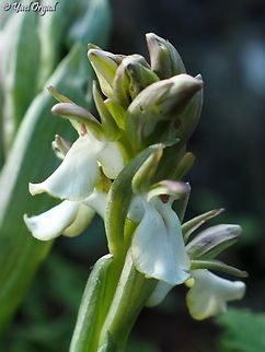 Anacamptis collina  Anacamptis collina,Ancamptis collina,Geotagged,Israel,Winter