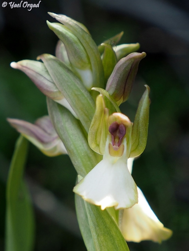 Anacamptis collina  Anacamptis collina,Ancamptis collina,Geotagged,Israel,Winter