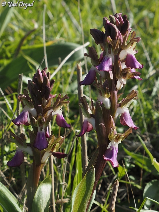 Anacamptis collina  Anacamptis collina,Ancamptis collina,Geotagged,Israel,Winter