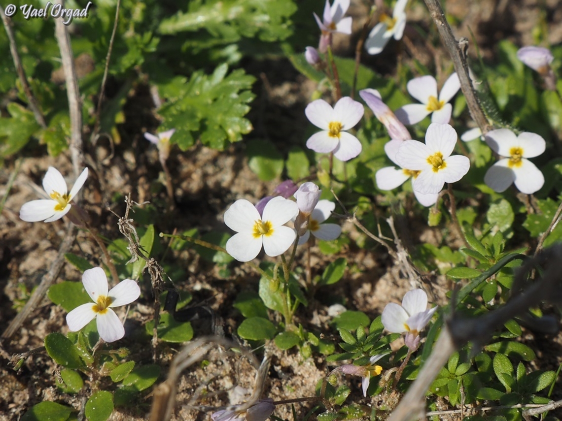 Maresia pulchella  Geotagged,Israel,Maresia pulchella,Winter