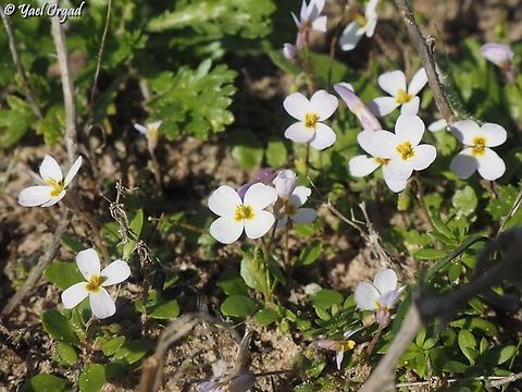 Maresia pulchella  Geotagged,Israel,Maresia pulchella,Winter