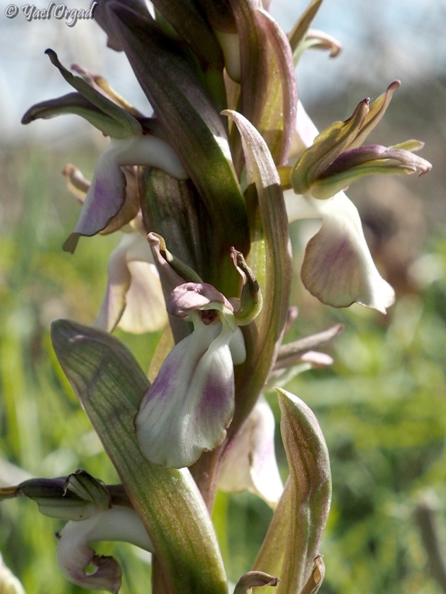 Anacamptis collina  Anacamptis collina,Ancamptis collina,Geotagged,Israel,Winter