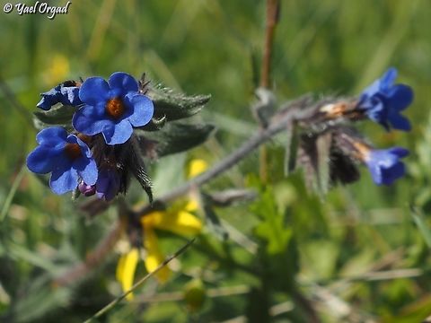 love this blue  Alkanet,Alkanna tinctoria,Geotagged,Israel,Winter