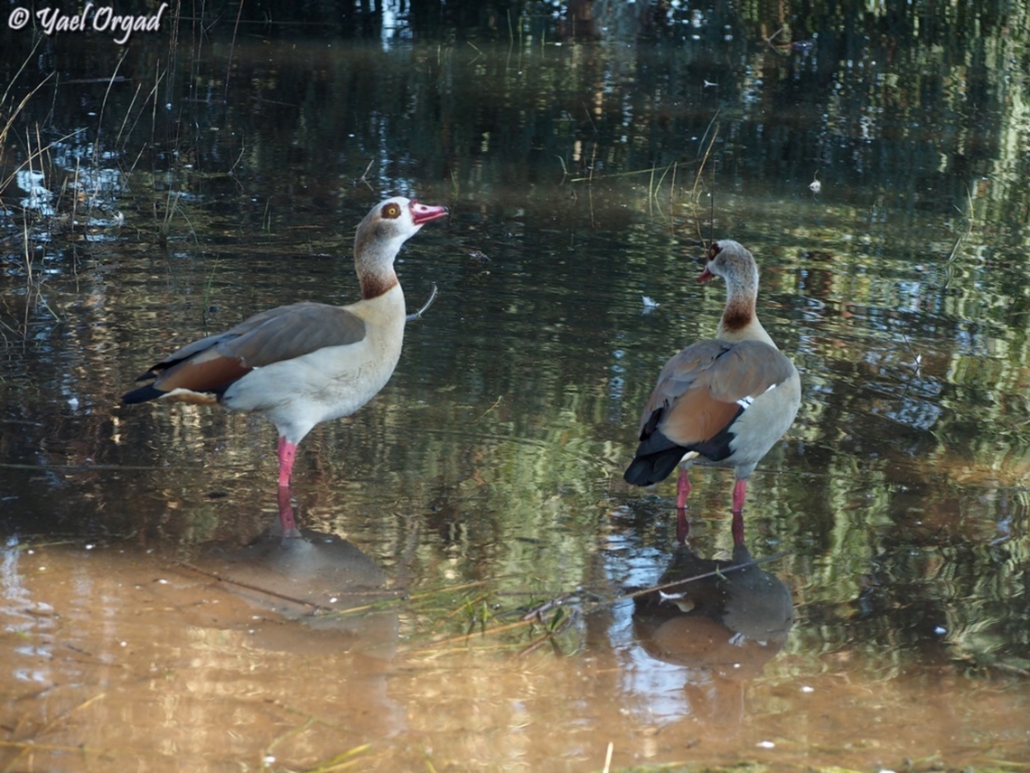 Egyptian Geese  Alopochen aegyptiacus,Egyptian Goose,Geotagged,Israel,Winter