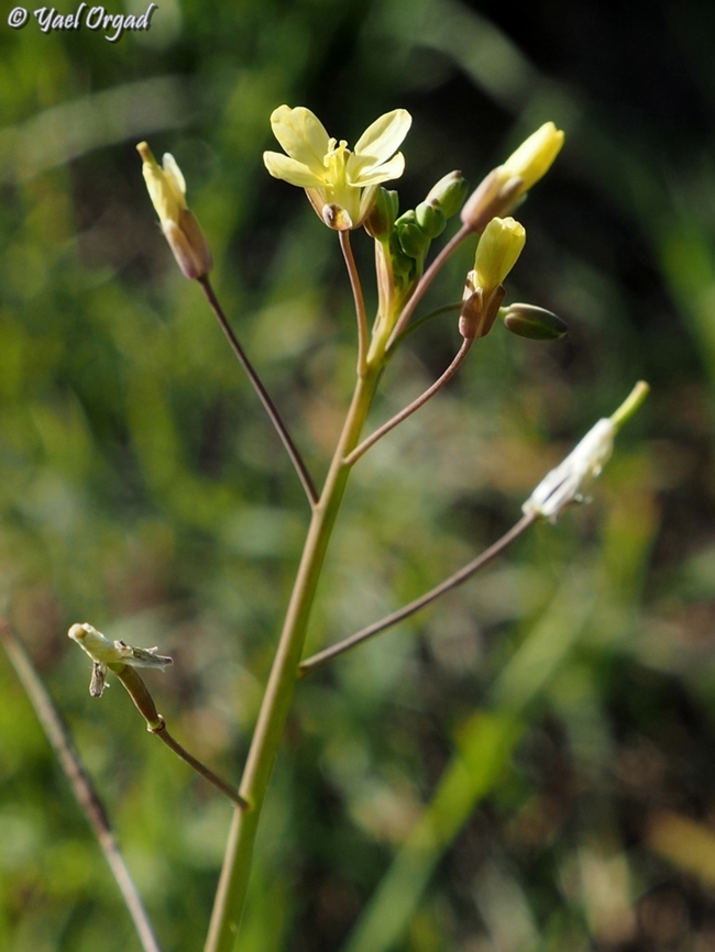 Brassica tournefortii  Brassica tournefortii,Geotagged,Israel,Saharan Mustard,Winter