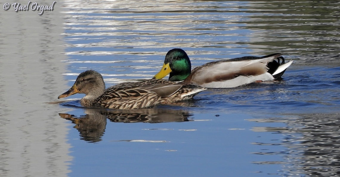 Mallards in the winter pond  Anas platyrhynchos,Geotagged,Israel,Mallard,Winter