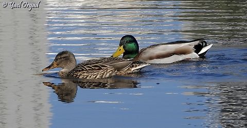 Mallards in the winter pond  Anas platyrhynchos,Geotagged,Israel,Mallard,Winter