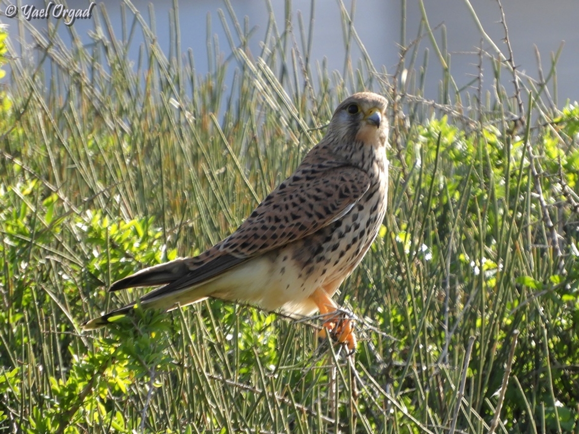 Common Kestrel I think it&#039;s a female Common Kestrel,Falco tinnunculus,Geotagged,Israel,Winter
