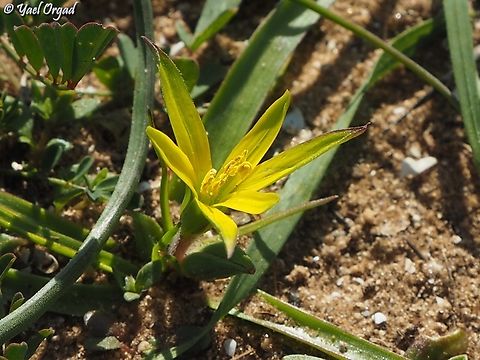 Gagea dayana  Gagea dayana,Geotagged,Israel,Winter