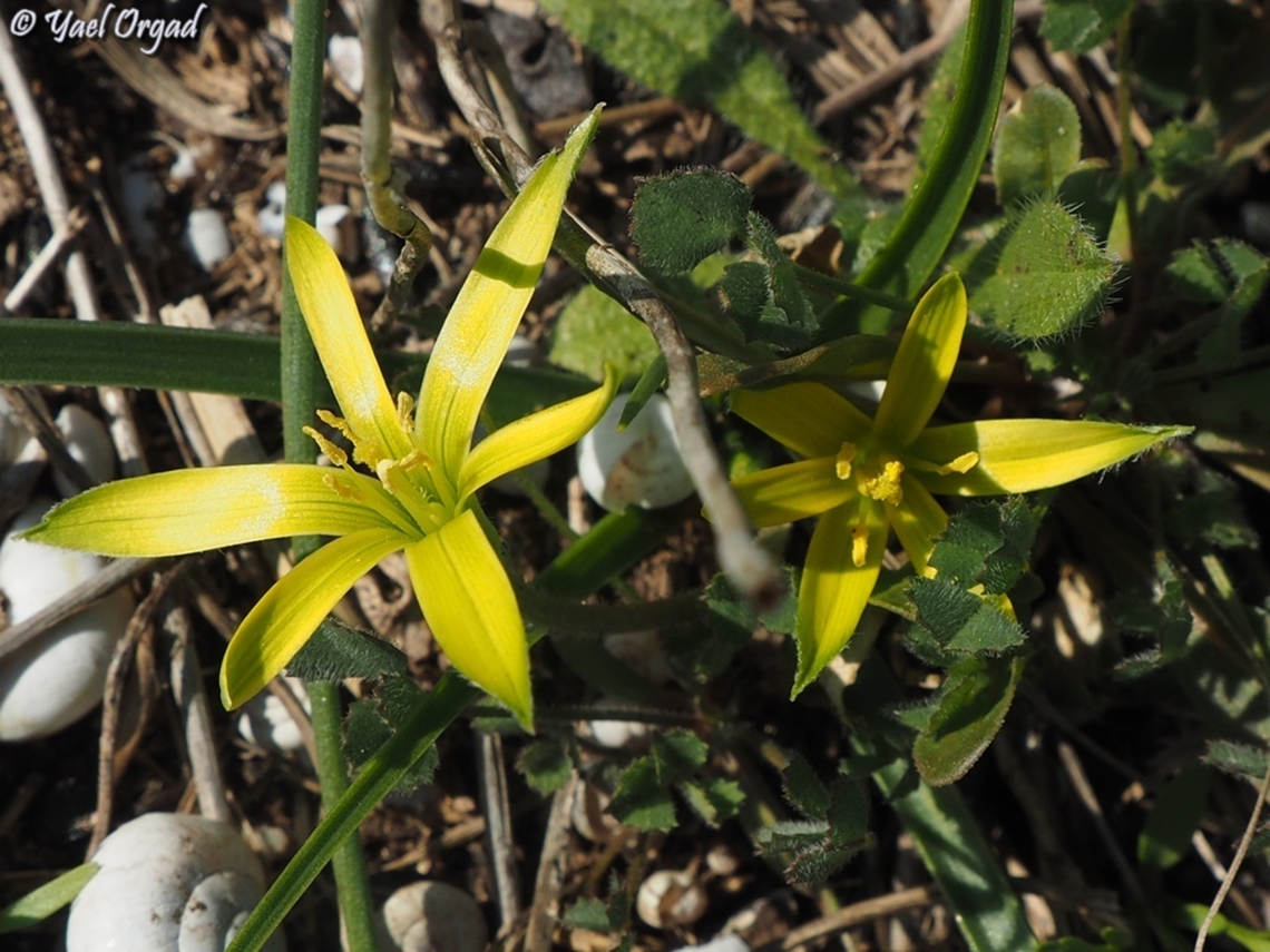 Gagea dayana  Gagea dayana,Geotagged,Israel,Winter