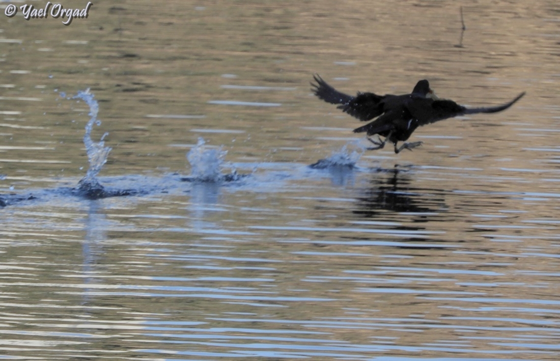 Hop! Hop! Hop! (I know it&#039;s not 100% sharp, but I like it anyway...)  Common Moorhen,Gallinula chloropus,Geotagged,Israel,Winter
