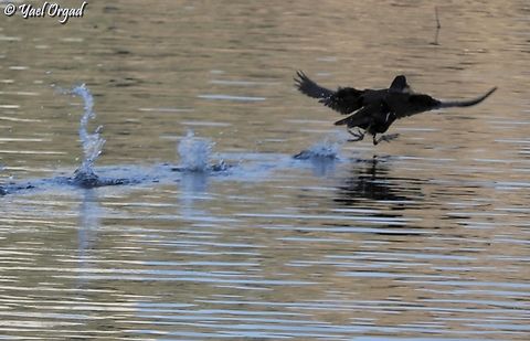 Hop! Hop! Hop! (I know it's not 100% sharp, but I like it anyway...)  Common Moorhen,Gallinula chloropus,Geotagged,Israel,Winter