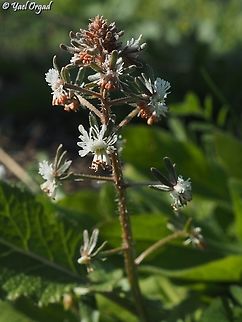 Reseda orientalis  Geotagged,Israel,Reseda orientalis,Winter