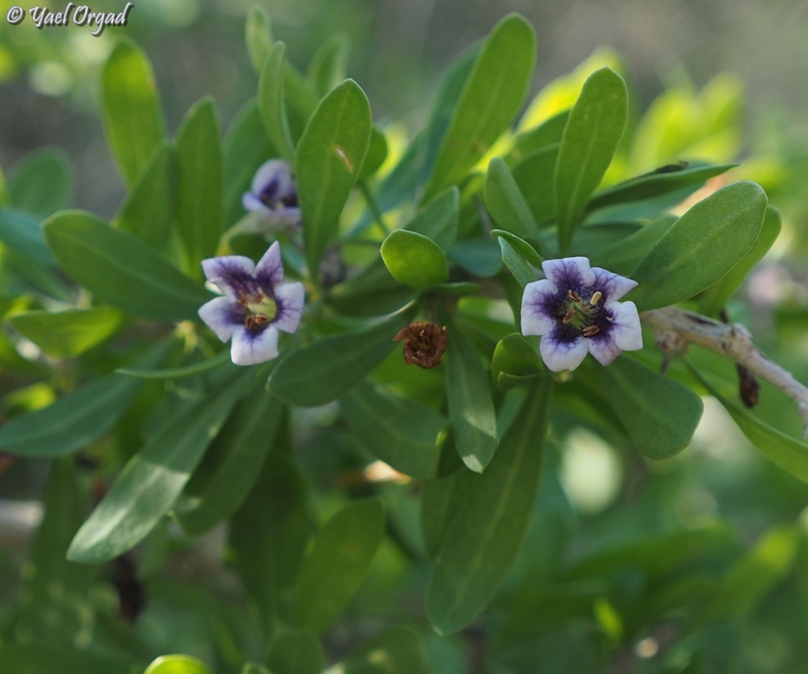 Lycium schweinfurthii  Geotagged,Israel,Lycium schweinfurthii,Winter