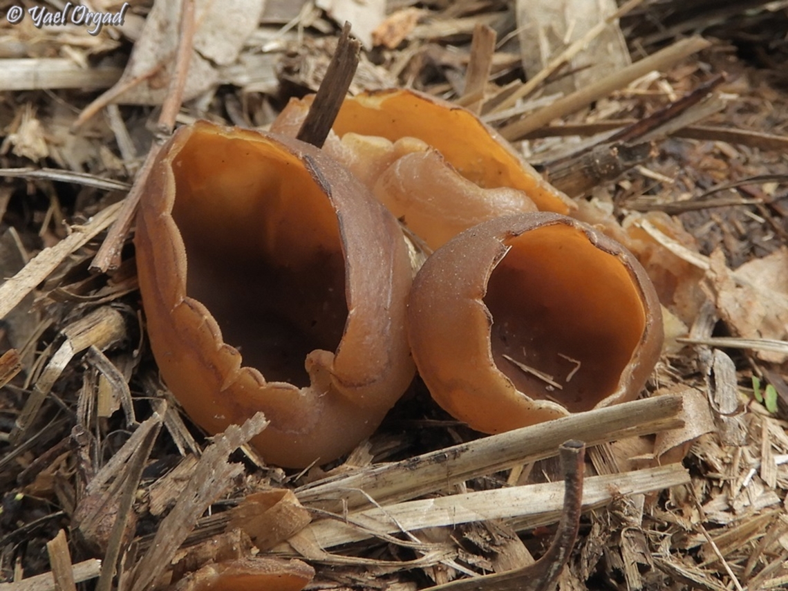 Peziza sp. I don&#039;t know the exact species. grew on a pile of manure.  Geotagged,Israel,Winter