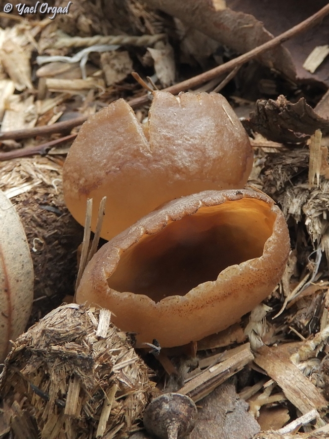 Peziza sp. I don&#039;t know the exact species. grew on a pile of manure.  Geotagged,Israel,Winter