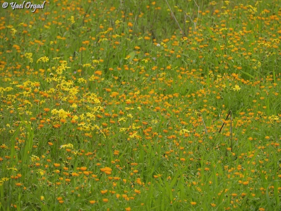 Calendulas and Senecios make a lovely color combination Calendula arvensis,Field marigold,Geotagged,Israel,Senecio vernalis,Winter
