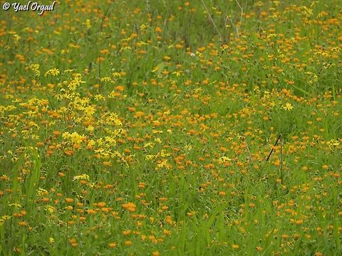 Calendulas and Senecios make a lovely color combination Calendula arvensis,Field marigold,Geotagged,Israel,Senecio vernalis,Winter