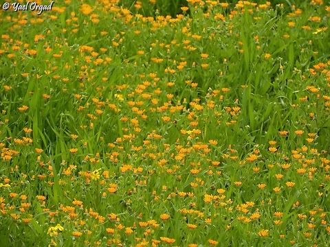such carpets make me cheerful :-)  Calendula arvensis,Field marigold,Geotagged,Israel,Winter