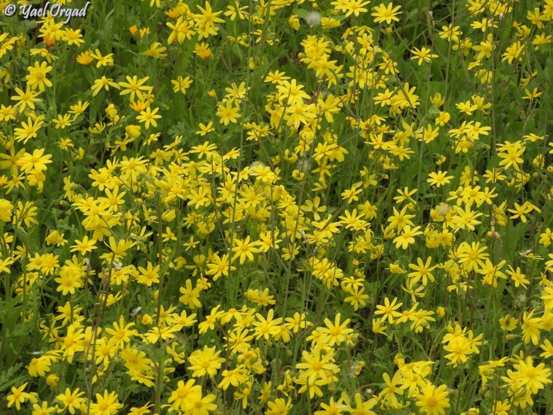 Senecio vernalis  Geotagged,Israel,Senecio vernalis,Winter