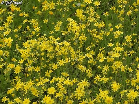 Senecio vernalis  Geotagged,Israel,Senecio vernalis,Winter