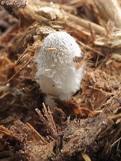 Coprinopsis sect. Cinereae or Radiatae grew on a pile of manure Geotagged,Israel,Winter